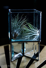 Load image into Gallery viewer, Tillandsia Ionantha

