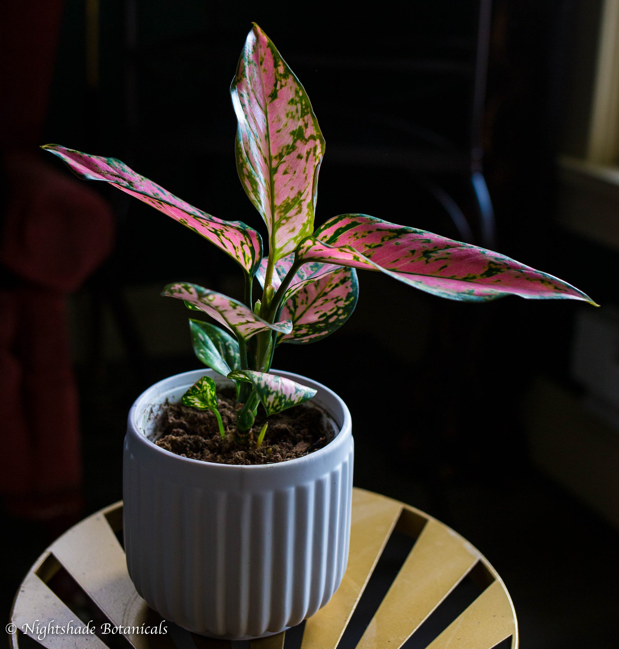 Aglaonema Ruby Ray – Nightshade Botanicals