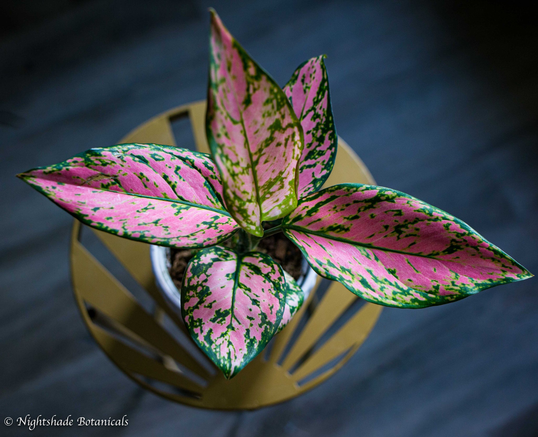 aglaonema ruby ray plant Aglaonema Ruby Ray – Nightshade Botanicals