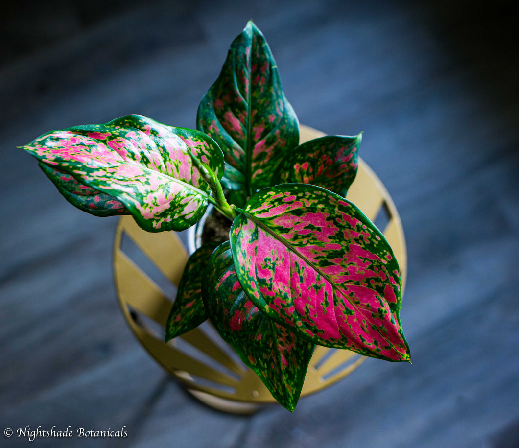 aglaonema rubi Aglaonema Ruby Ray – Nightshade Botanicals