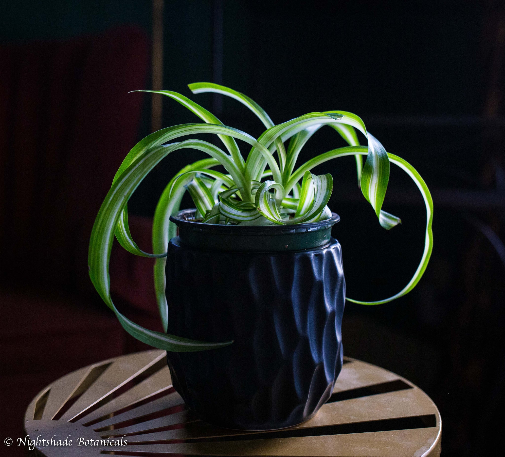 spider plant reddit Spider Plant – Nightshade Botanicals