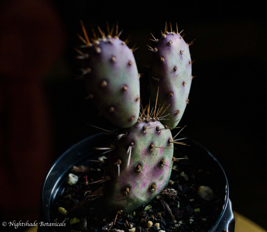 Dwarf Rita Cactus