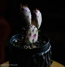 Load image into Gallery viewer, Dwarf Rita Cactus

