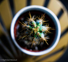 Load image into Gallery viewer, Blue Torch Cactus
