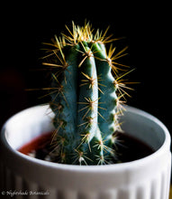 Load image into Gallery viewer, Blue Torch Cactus
