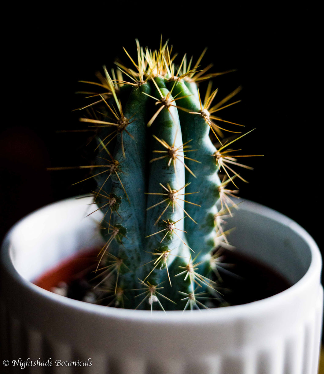 Blue Torch Cactus