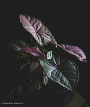 Load image into Gallery viewer, Tropical Syngonium Pink
