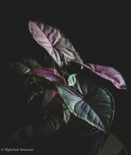 Marimo Moss Ball + Rose Quartz Terrariums – Nightshade Botanicals