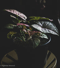 Load image into Gallery viewer, Tropical Syngonium Pink
