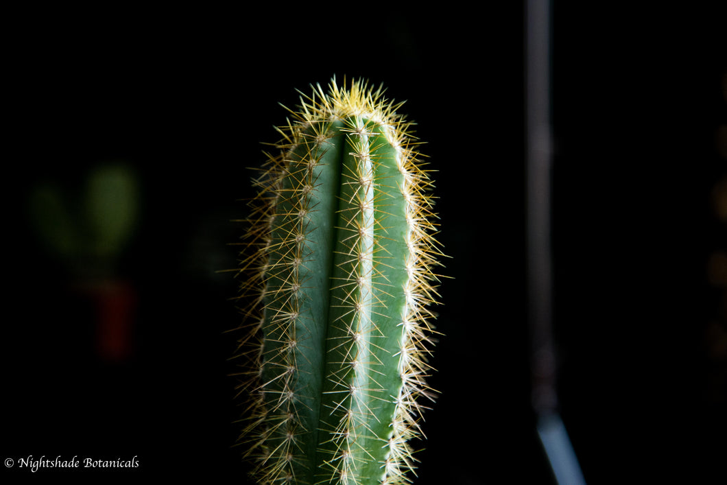 Pilosocereus Azureus Cactus