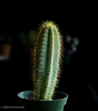 Load image into Gallery viewer, Pilosocereus Azureus Cactus
