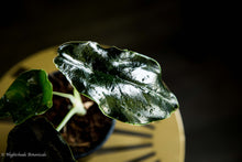 Load image into Gallery viewer, Alocasia Azlanii
