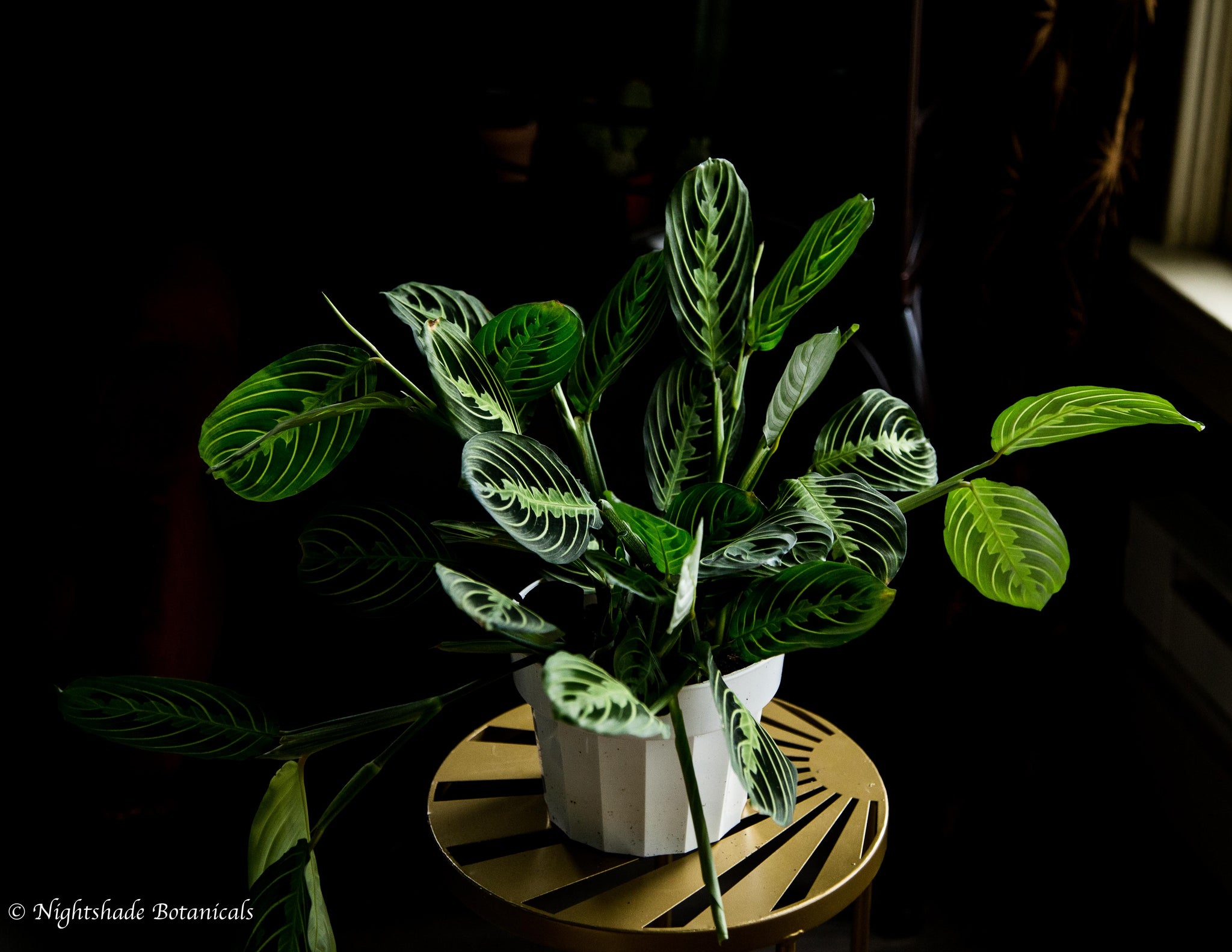 lemon lime prayer plant for sale Maranta Lemon Lime Prayer Plant – Nightshade Botanicals