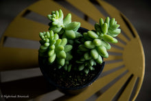 Load image into Gallery viewer, Burro&#39;s Tail Succulent
