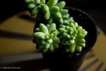Load image into Gallery viewer, Burro&#39;s Tail Succulent
