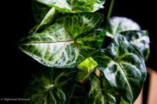 Load image into Gallery viewer, Syngonium Nephthytis
