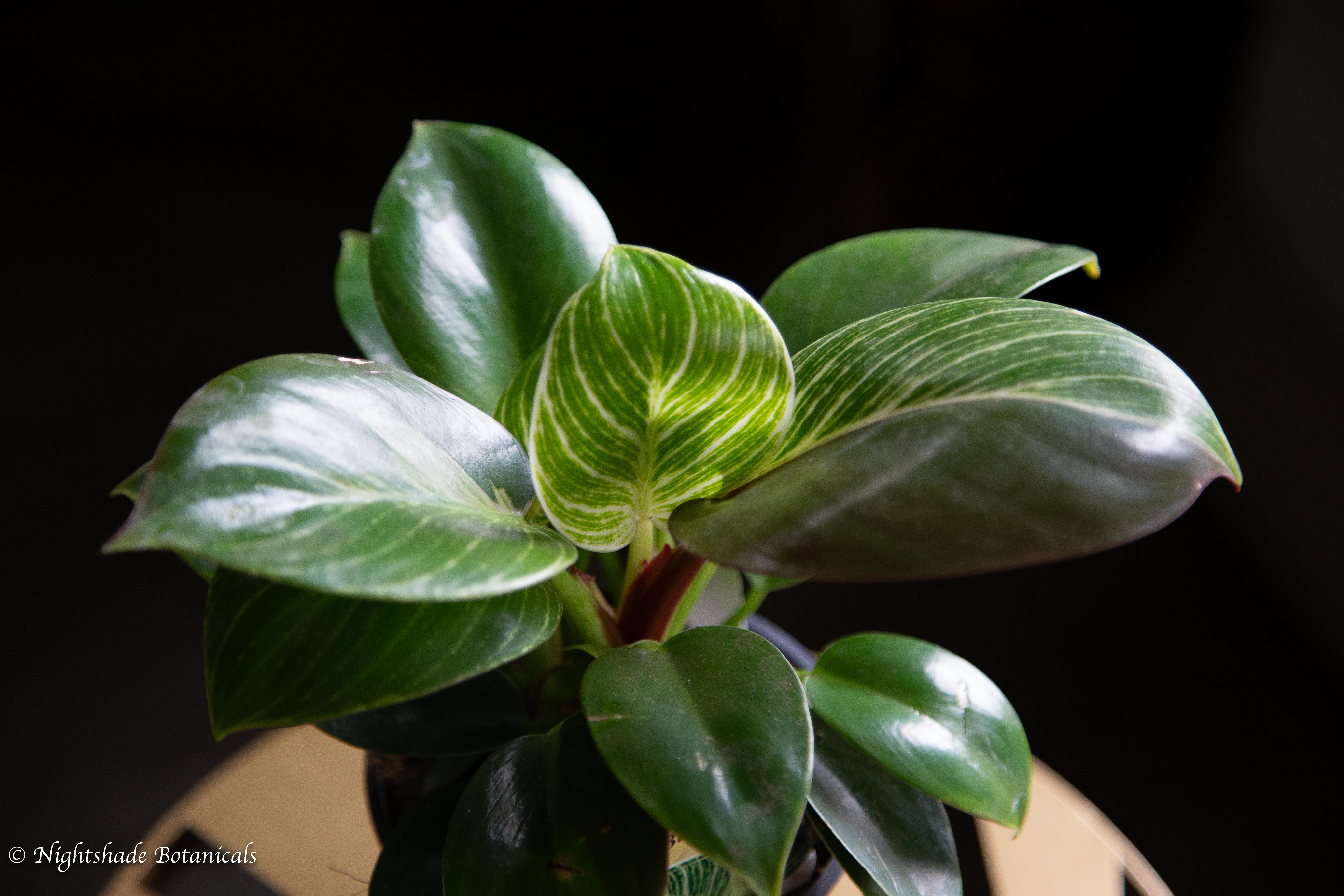 Reverting Philodendron Birkin – Nightshade Botanicals