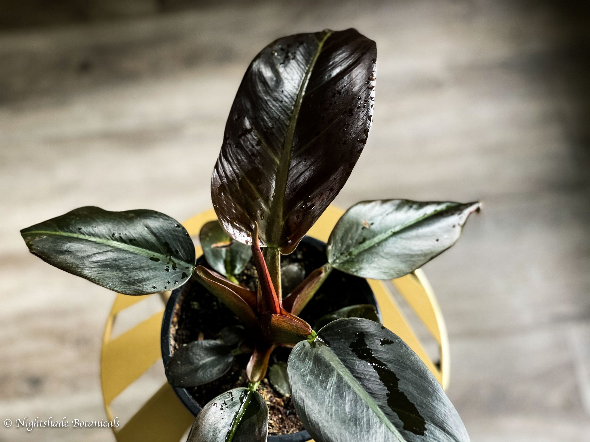 philodendron black cardinal splash Philodendron Black Cardinal – Nightshade Botanicals