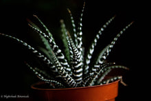 Load image into Gallery viewer, Haworthia Zebra Plant
