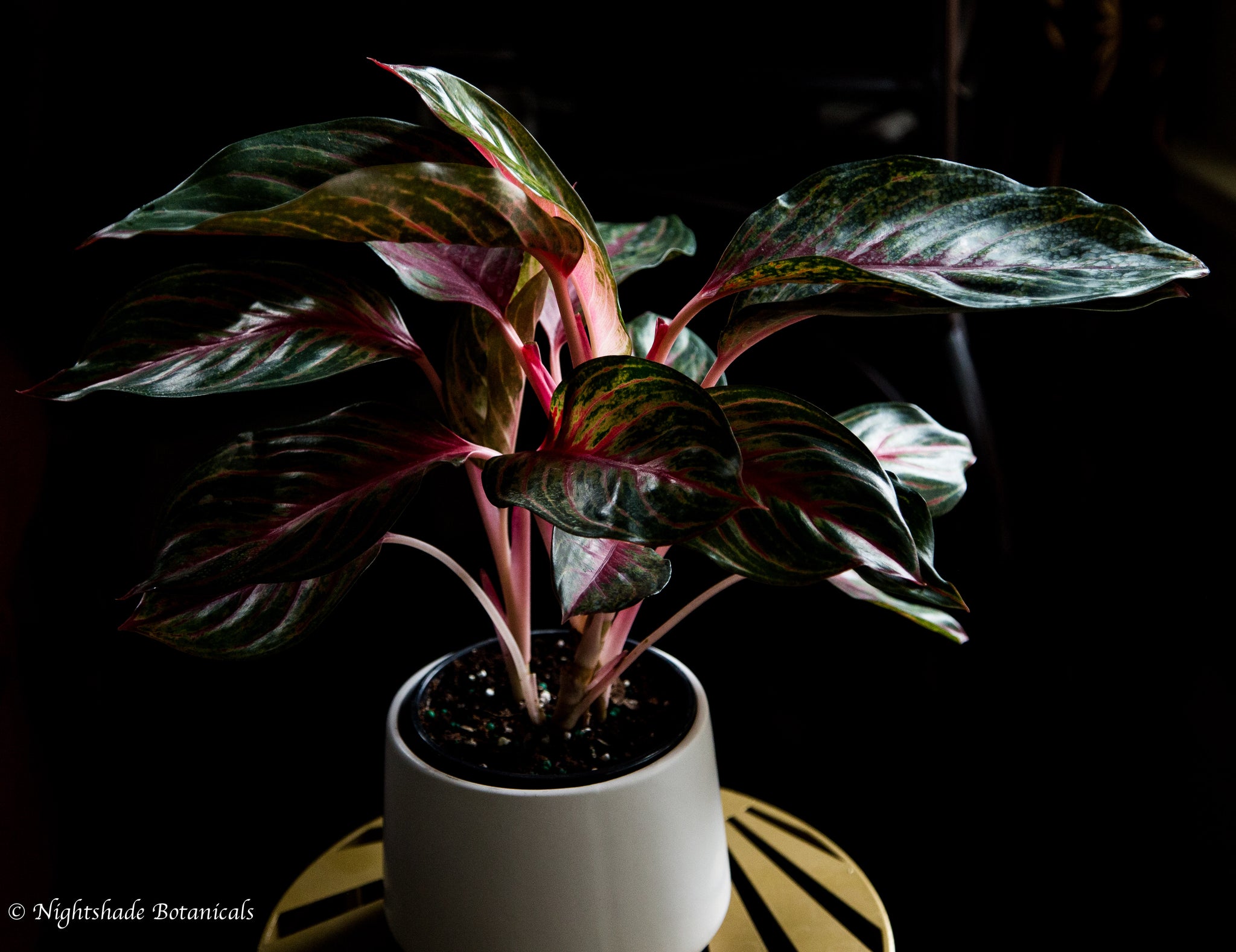 aglaonema ruby red Aglaonema Rubi – Nightshade Botanicals