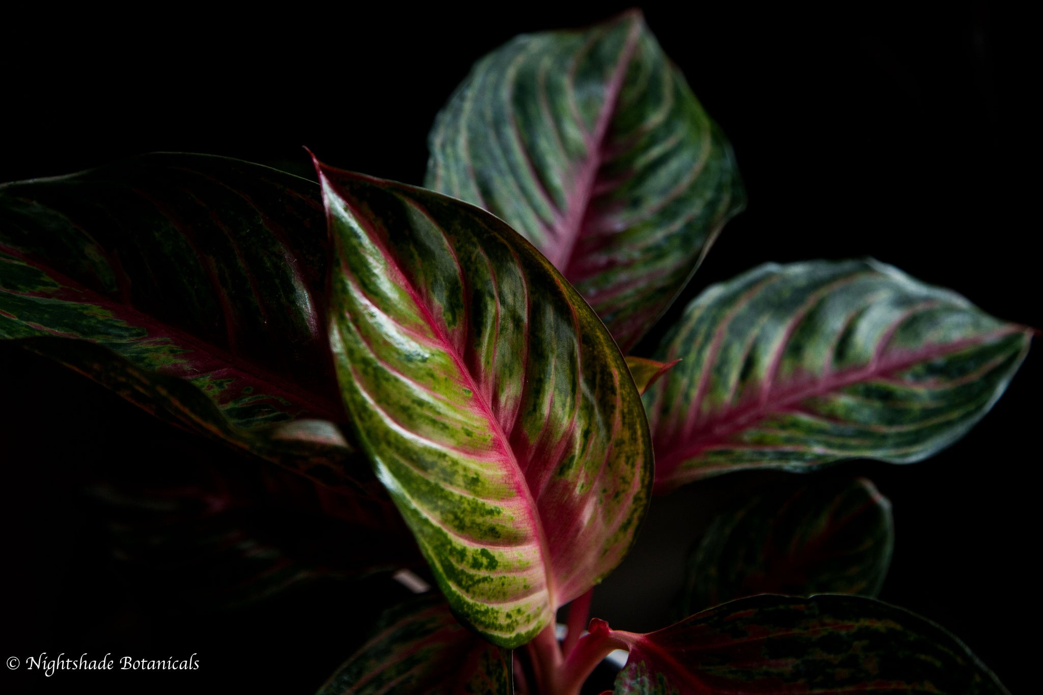 aglaonema rubi Aglaonema Rubi – Nightshade Botanicals