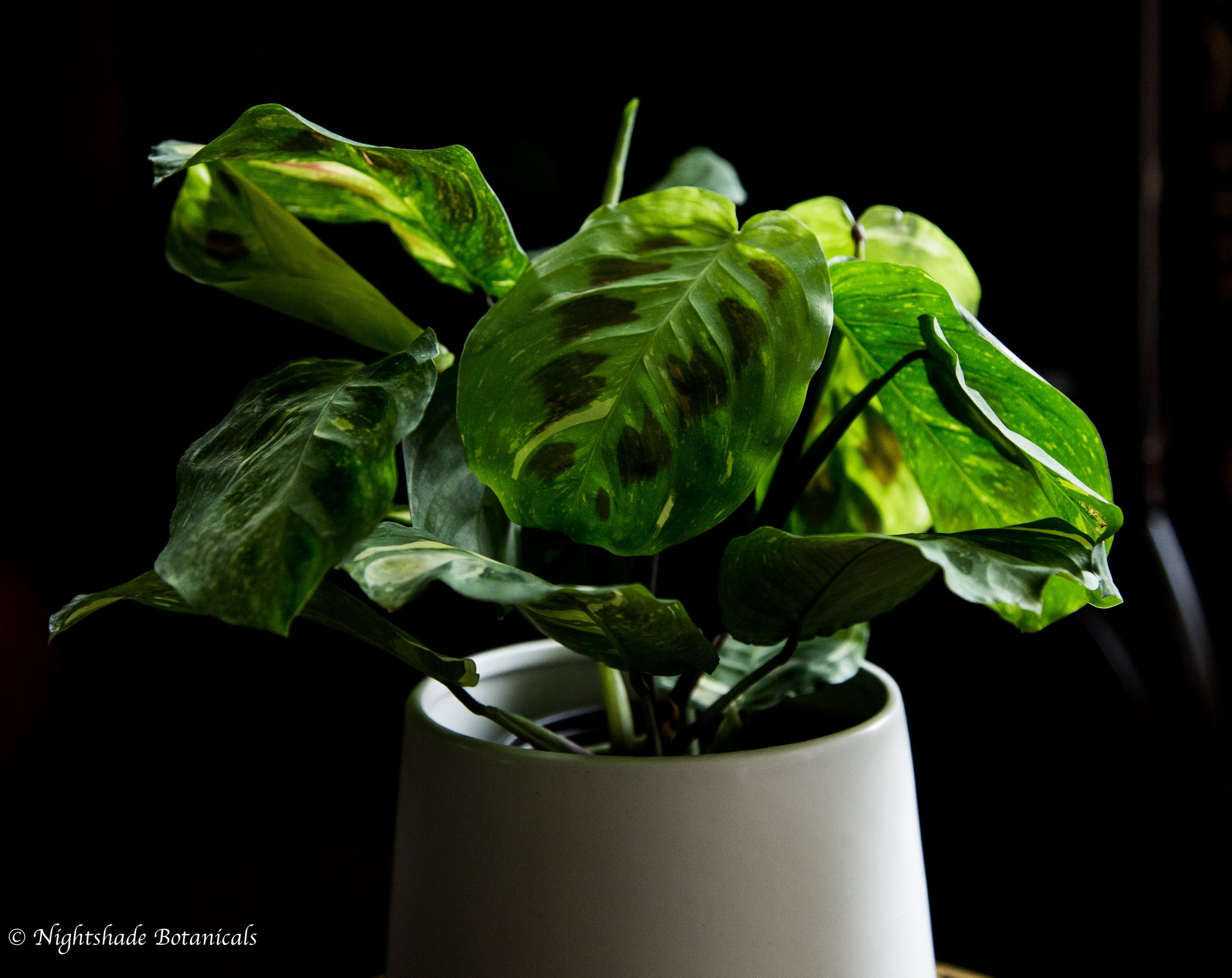 variegated green prayer plant Variegated Green Prayer Plant – Nightshade Botanicals