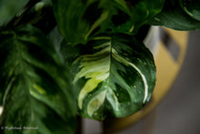 Load image into Gallery viewer, Variegated Green Prayer Plant
