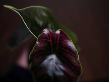 Load image into Gallery viewer, Alocasia Azlanii
