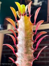 Load image into Gallery viewer, Euphorbia Trigona
