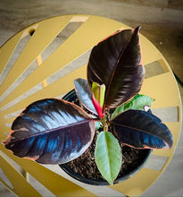 Load image into Gallery viewer, Ficus Elastica Ruby
