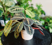 Load image into Gallery viewer, Red Maranta Prayer Plant
