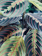 Load image into Gallery viewer, Red Maranta Prayer Plant
