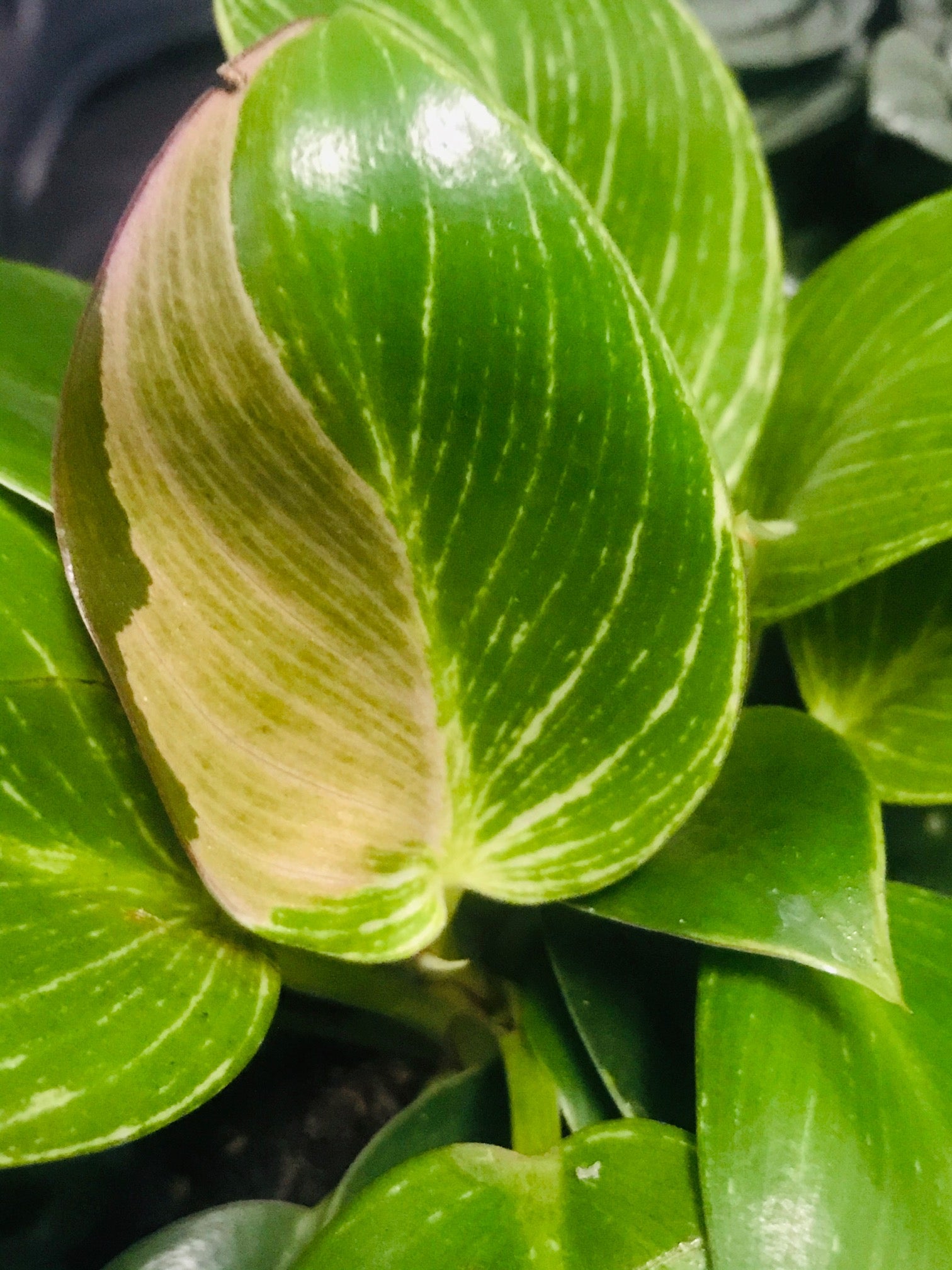 philodendron birkin losing variegation Reverting Philodendron Birkin – Nightshade Botanicals