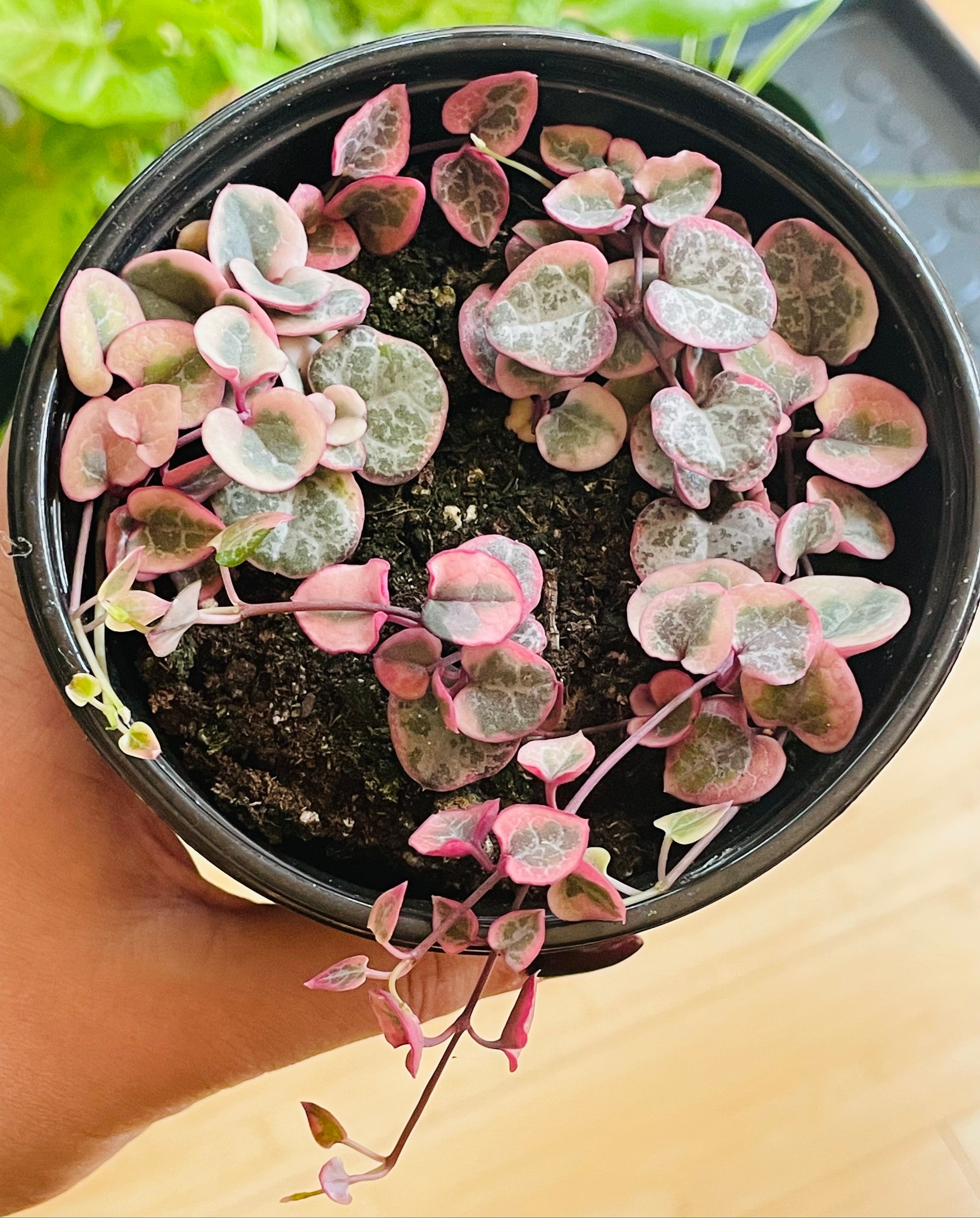 Variegated String of Hearts – Nightshade Botanicals