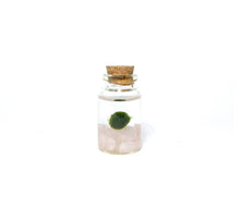 Load image into Gallery viewer, Mini Marimo Moss Ball + Rose Quartz Terrariums
