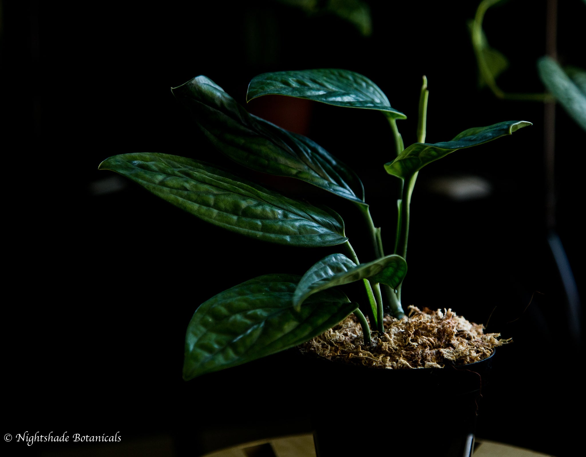buy monstera peru Monstera Peru – Nightshade Botanicals