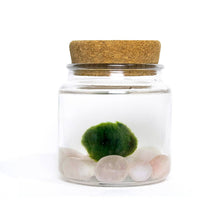 Load image into Gallery viewer, Mini Marimo Moss Ball + Rose Quartz Terrariums
