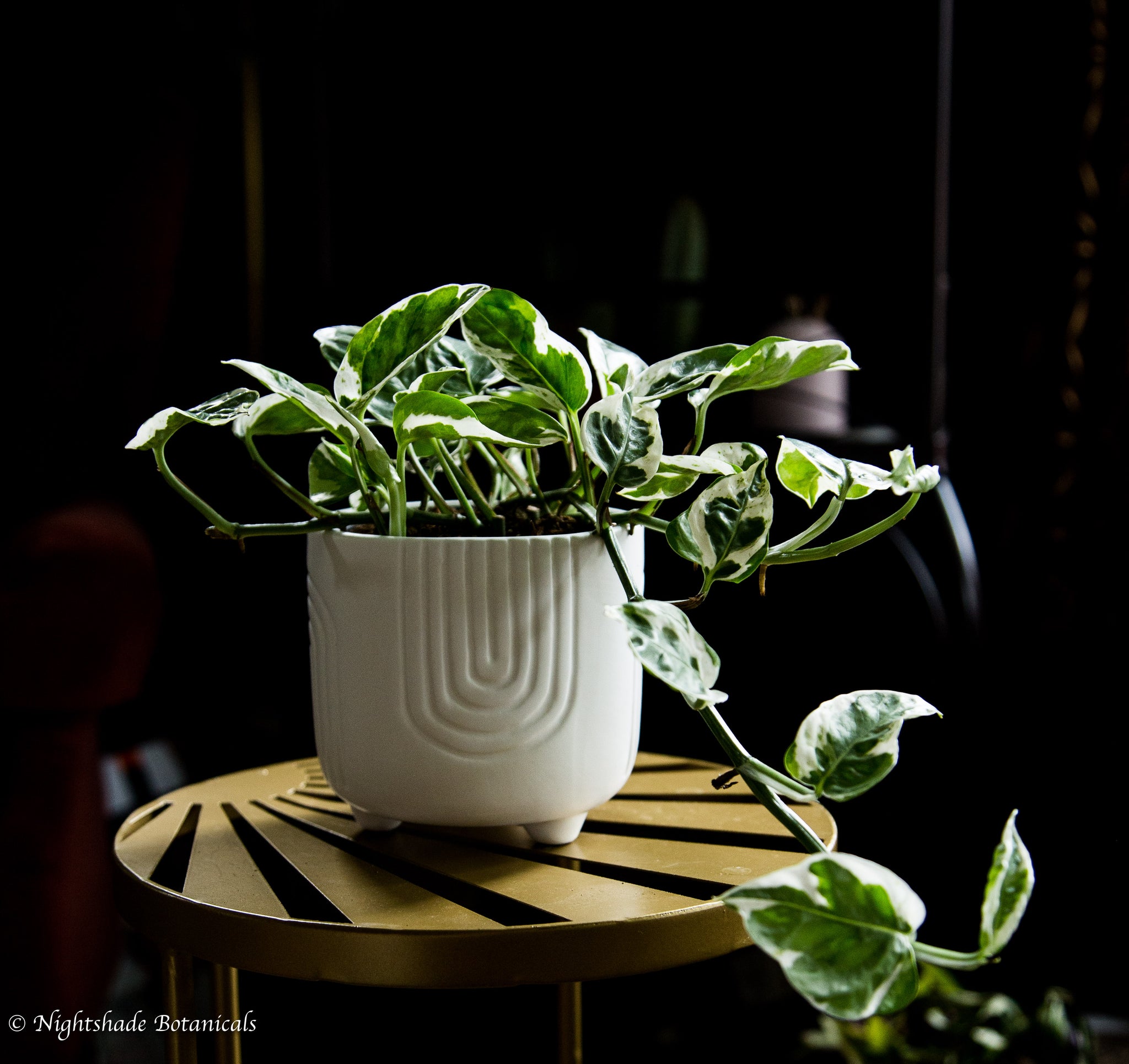 pearl pothos plant Pearls N' Jade Pothos – Nightshade Botanicals